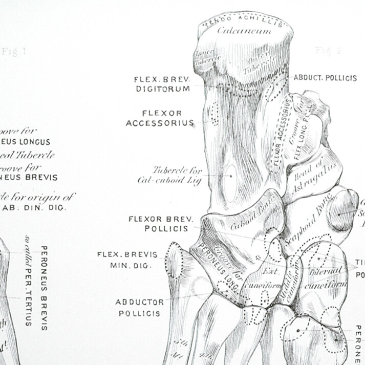 Balance Foot & Ankle - x-ray